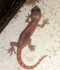 Hemidactylus angulatus