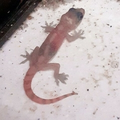 Hemidactylus angulatus