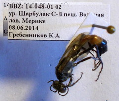 Ammophila campestris