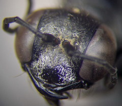 Ammophila campestris