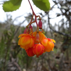 Berberis goudotii