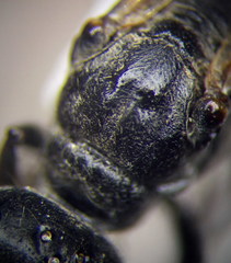 Ammophila campestris