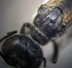 Ammophila campestris