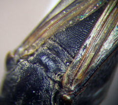 Ammophila campestris