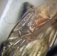 Ammophila campestris