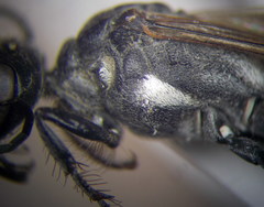 Ammophila campestris