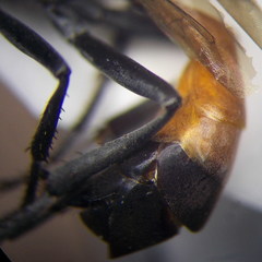 Ammophila campestris