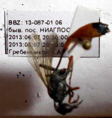 Ammophila heydeni