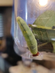 Anastrus sempiternus