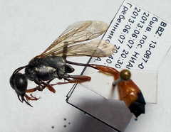 Ammophila heydeni