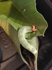 Anastrus sempiternus