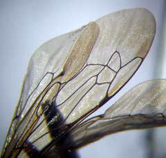 Ammophila heydeni