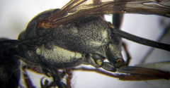 Ammophila heydeni