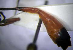 Ammophila heydeni