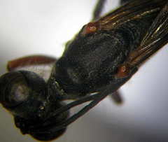 Ammophila heydeni