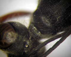 Ammophila heydeni