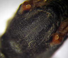 Ammophila heydeni