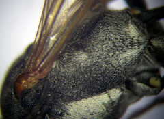 Ammophila heydeni