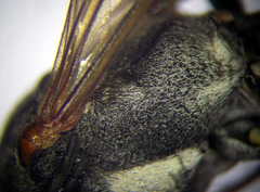 Ammophila heydeni