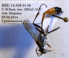 Ammophila heydeni