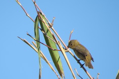 Sporophila caerulescens