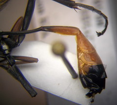 Ammophila heydeni