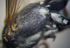 Ammophila heydeni