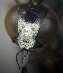 Ammophila heydeni