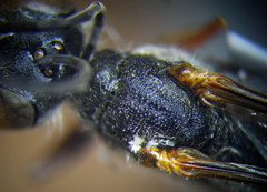 Ammophila heydeni