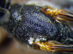 Ammophila heydeni