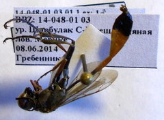 Ammophila heydeni