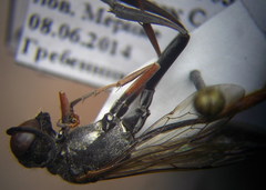 Ammophila heydeni