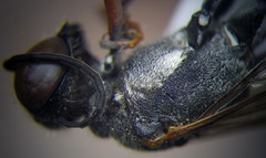 Ammophila heydeni