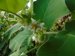 Solanum hirtum
