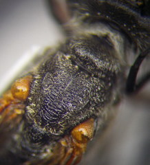 Ammophila heydeni