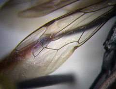 Ammophila heydeni