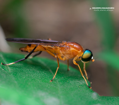 Ptecticus cingulatus