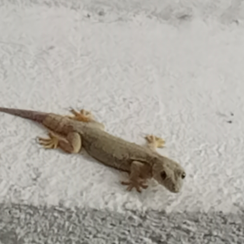 Asian House Gecko