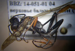 Ammophila heydeni