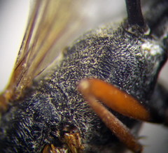Ammophila heydeni