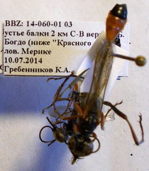 Ammophila heydeni