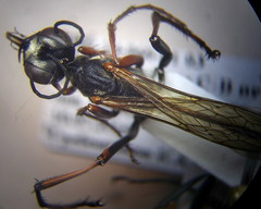 Ammophila heydeni