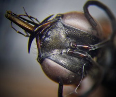 Ammophila heydeni