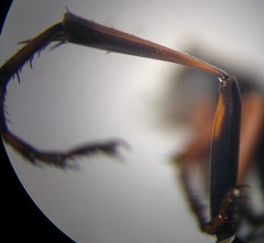 Ammophila heydeni
