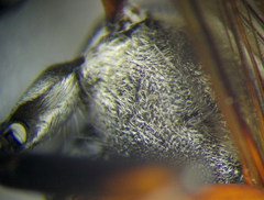 Ammophila heydeni