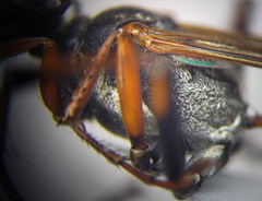 Ammophila heydeni