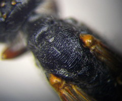 Ammophila heydeni