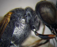 Ammophila heydeni