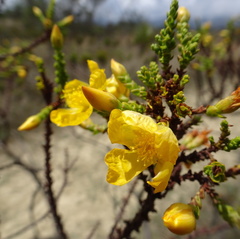 Hypericum goyanesii