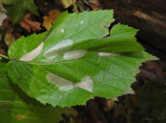 Phyllonorycter coryli